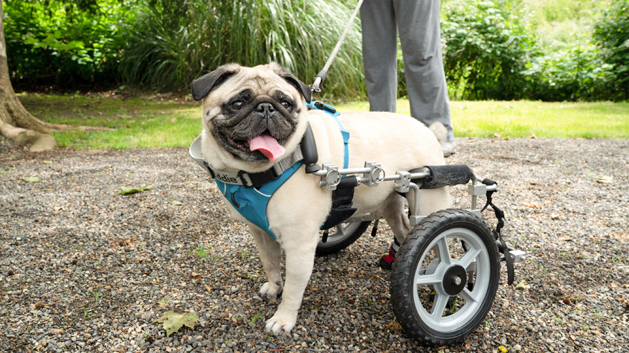 Duke the pug in his wheelchair