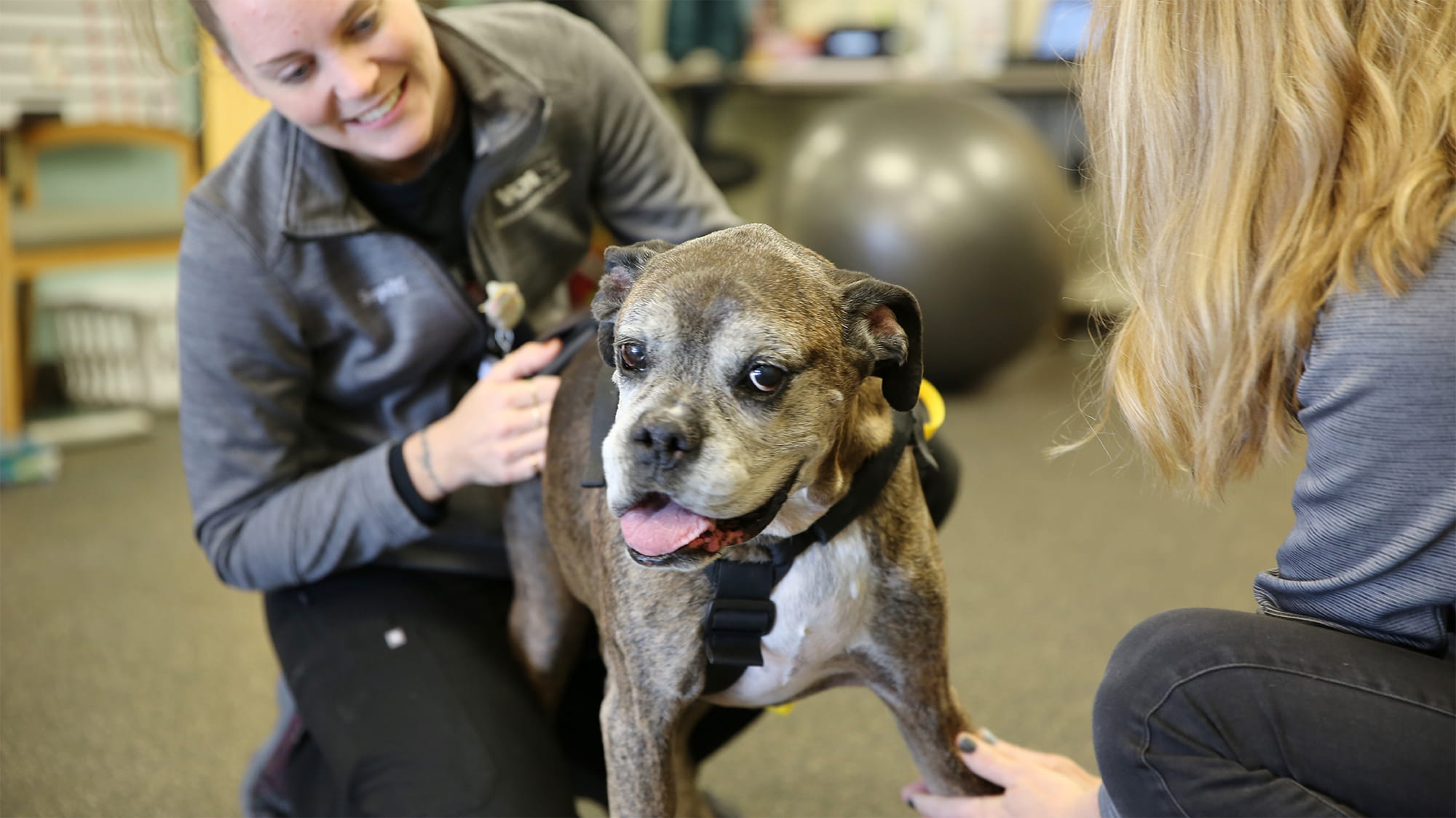 Dylan the dog with VCA staff