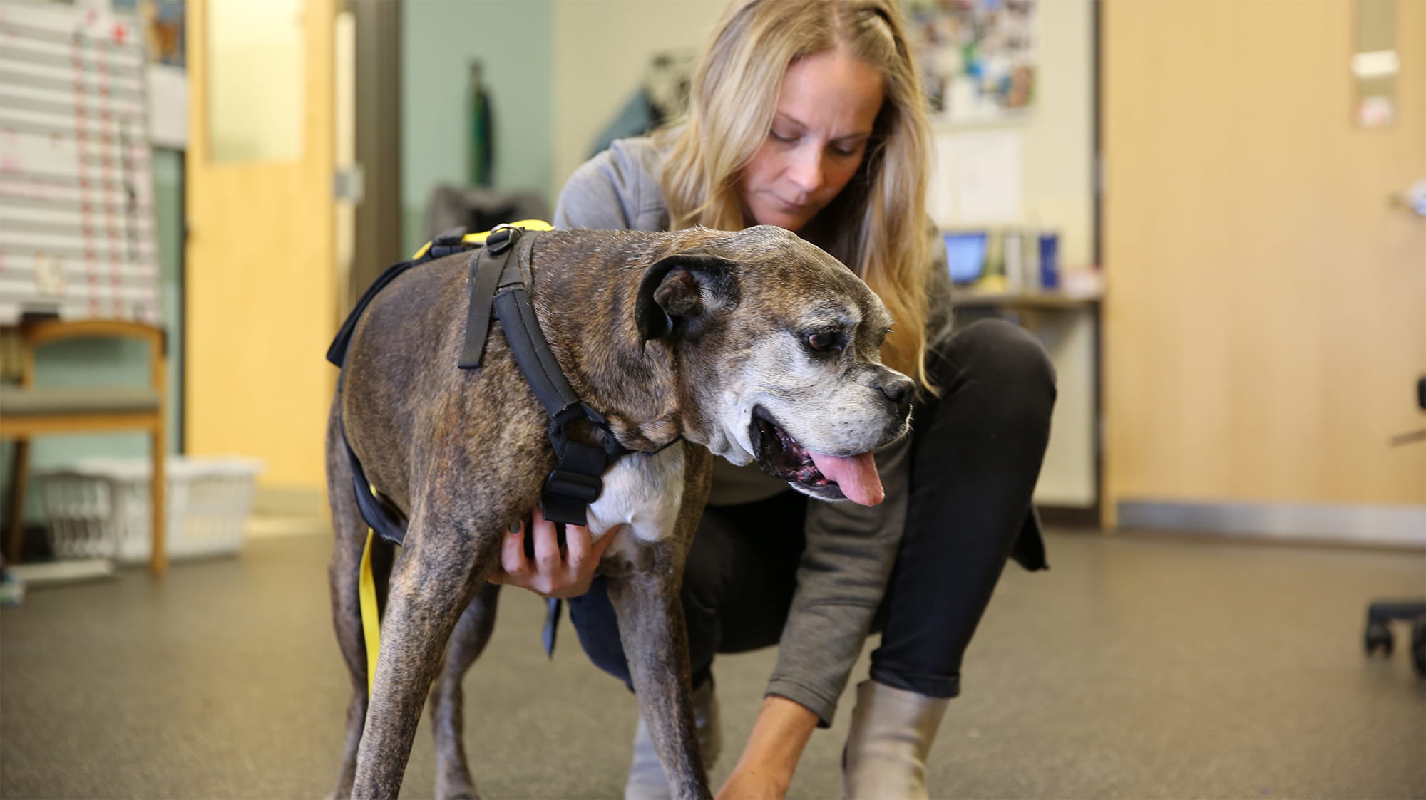 Dylan the dog standing with VCA staff