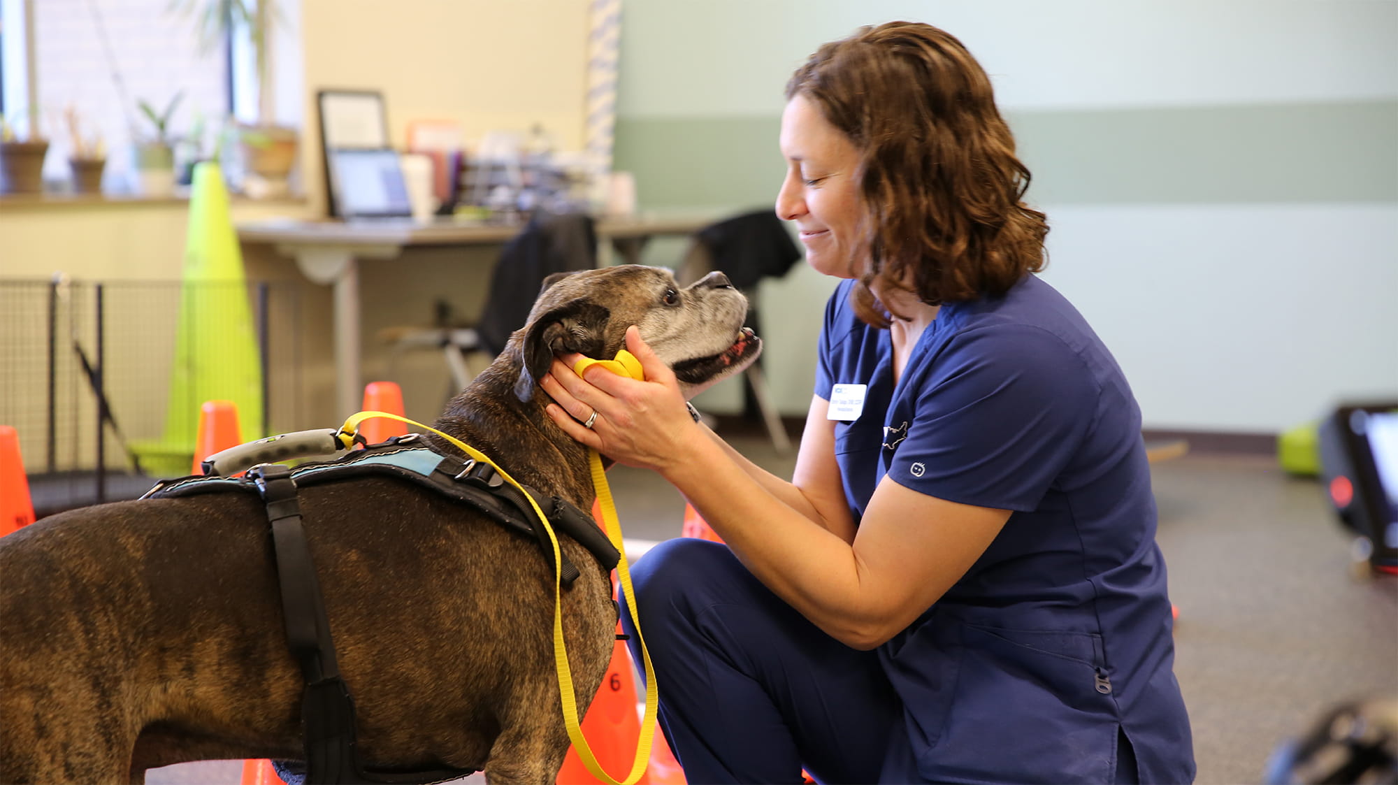Dylan the dog being pet by VCA staff
