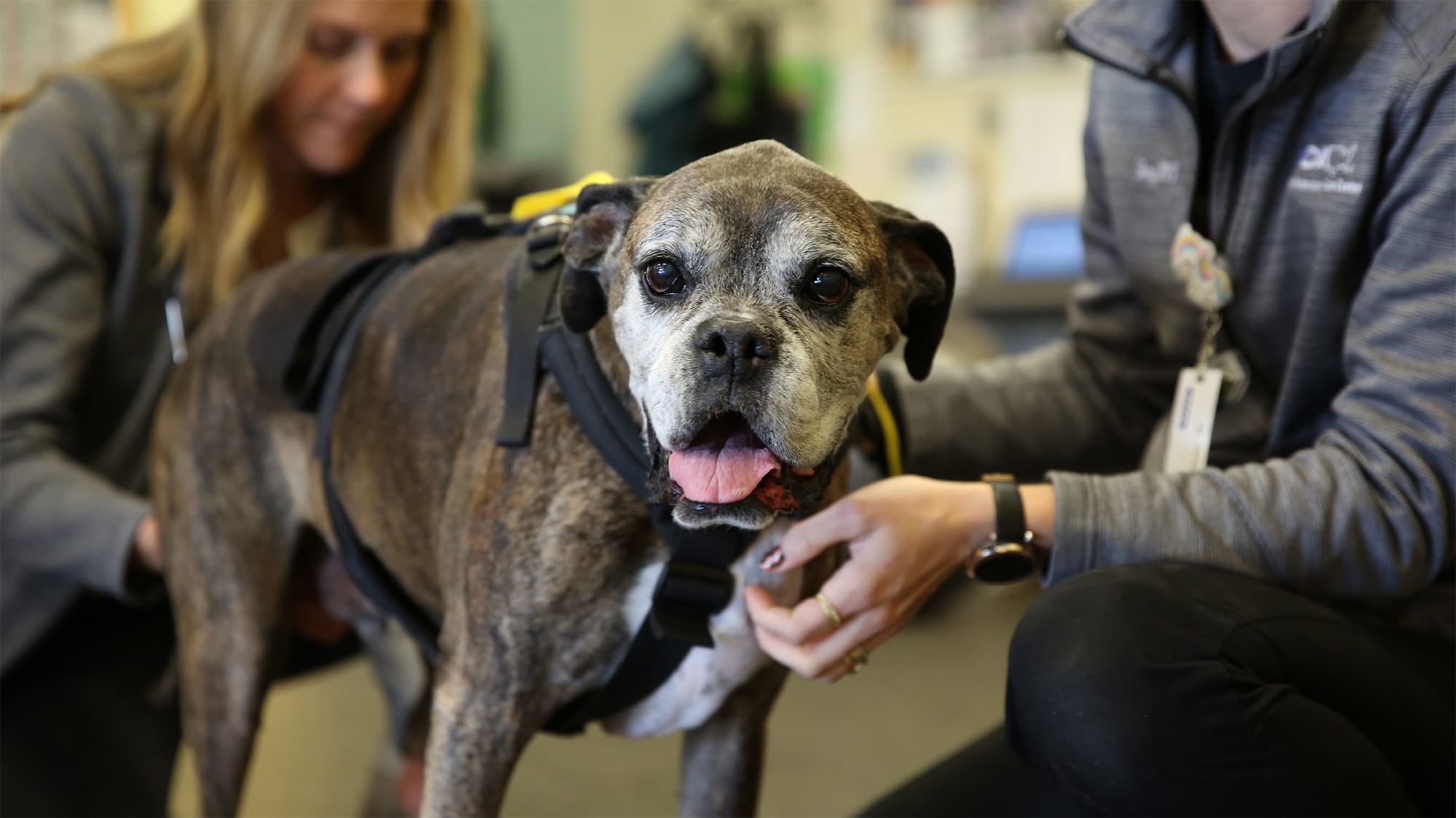 Dylan the dog standing next to VCA staff