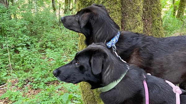 Sammy and Lili looking into the woods