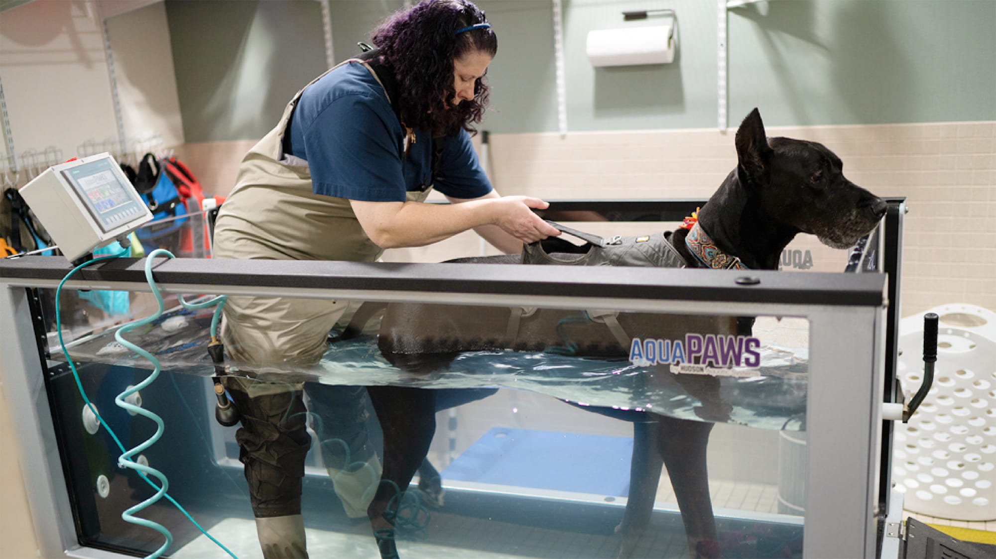 Yoda the dog receiving physical therapy
