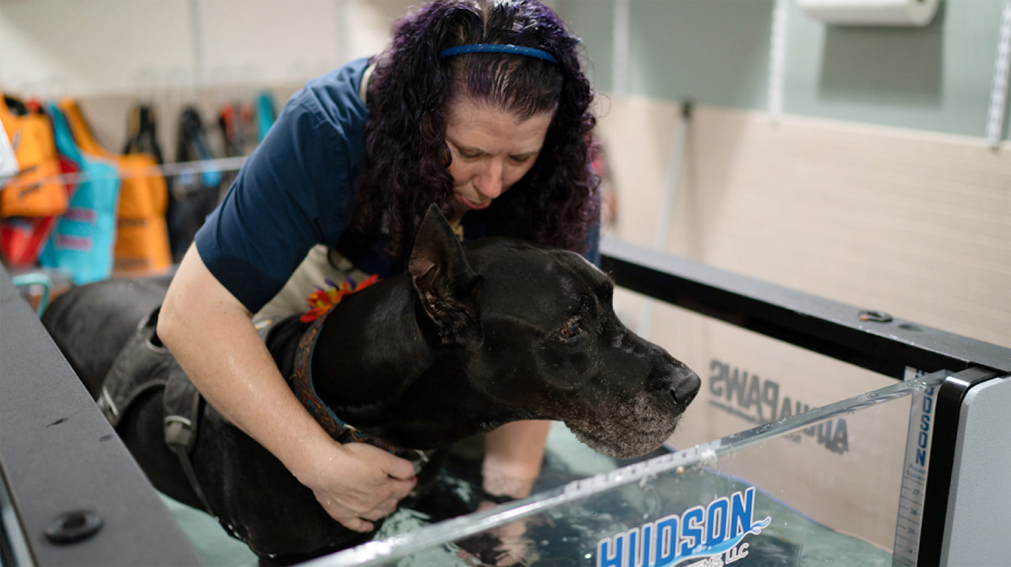 Yoda the dog receiving physical therapy