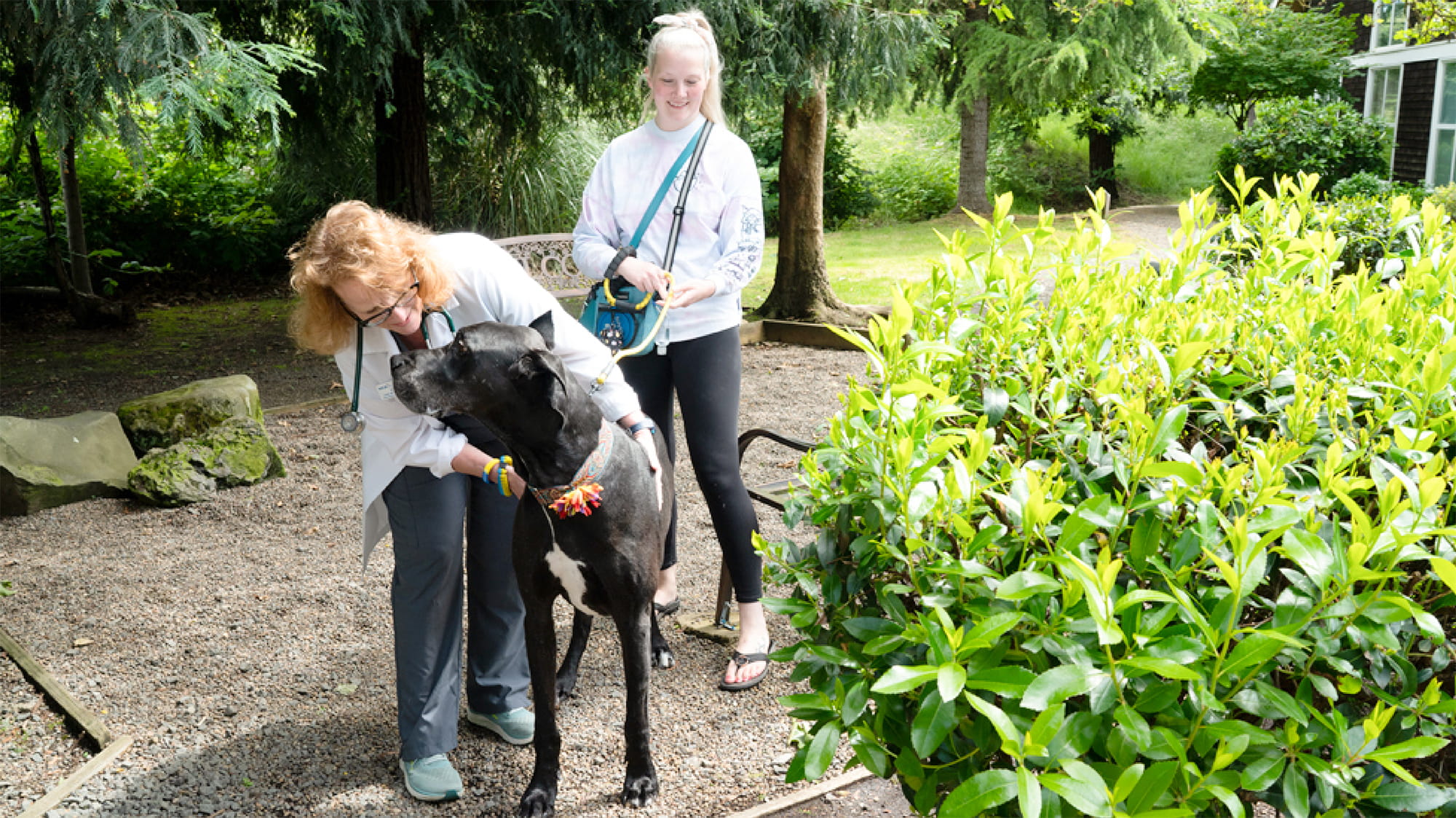 Yoda the dog walking