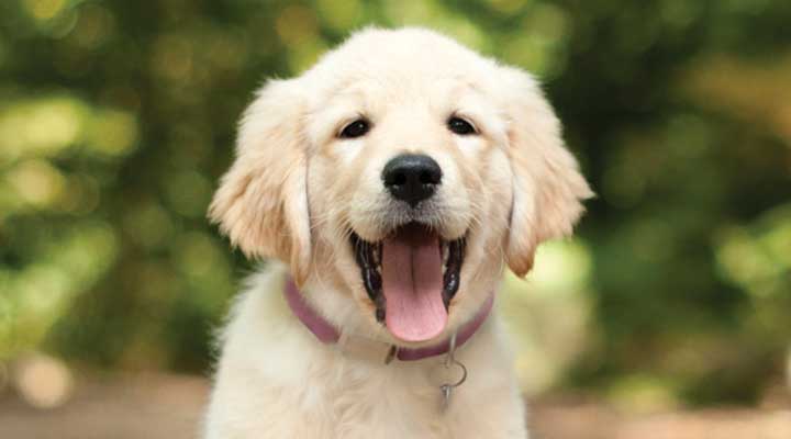Puppy Toilet Training - The Ultimate Guide - Good Boy