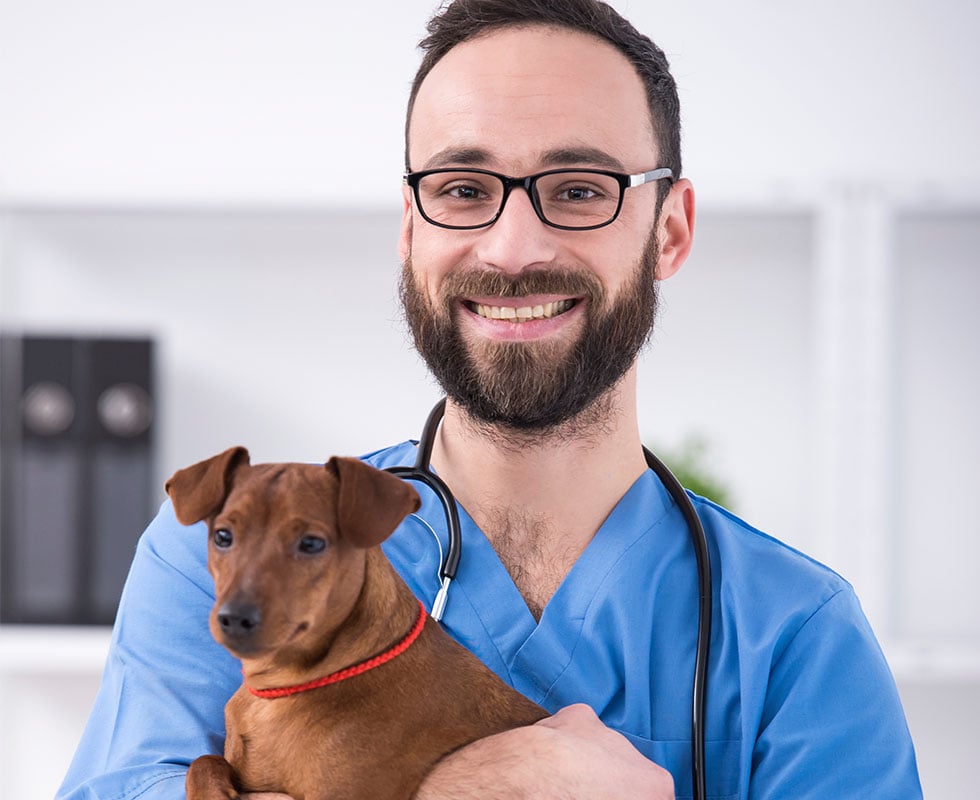 vca vets and pets