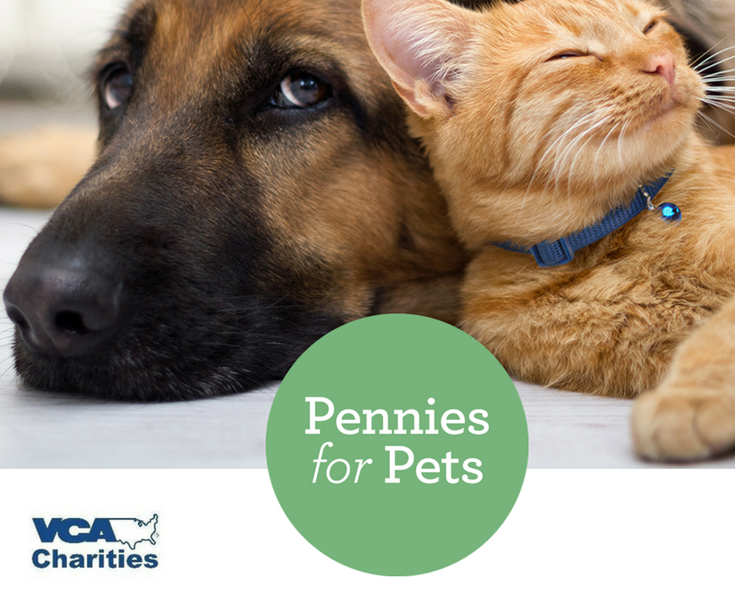 Pennis for Pets 2018