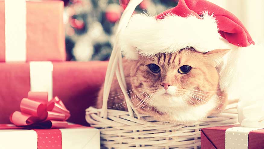 VCA Holiday Gift Guide