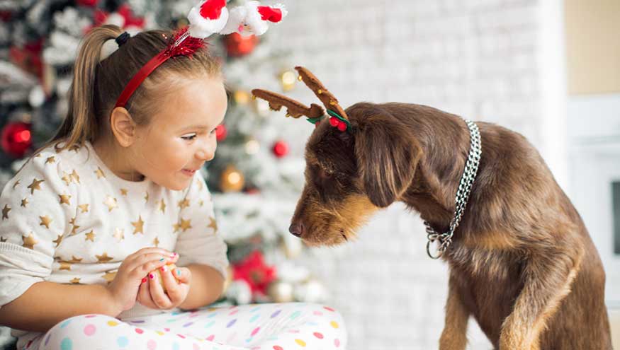 VCA Holiday Health Hazards for Pets
