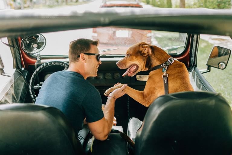 Veterinarians & Emergency Vets VCA Animal Hospitals