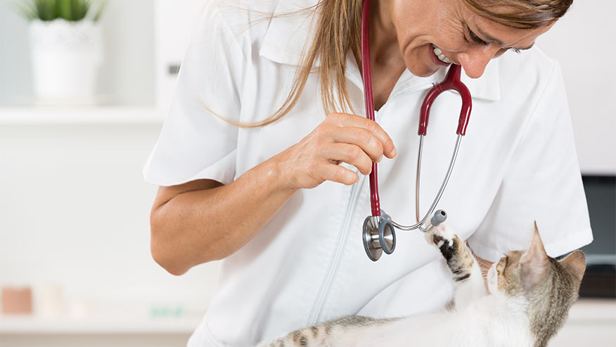 Veterinarian Playing with a Cat