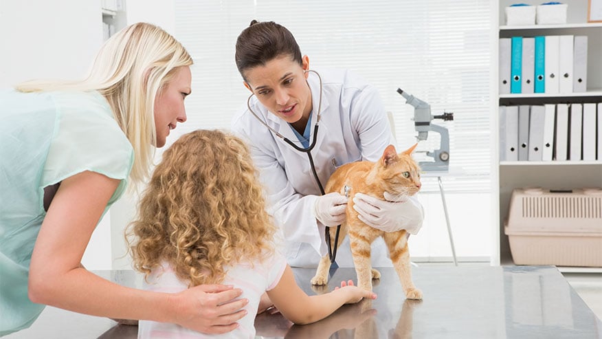 VCA Animal Hospitals Internal Medicine Specialty Service