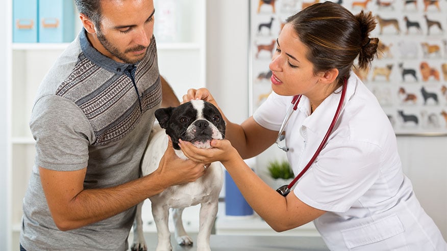 Articles on pet Treatment