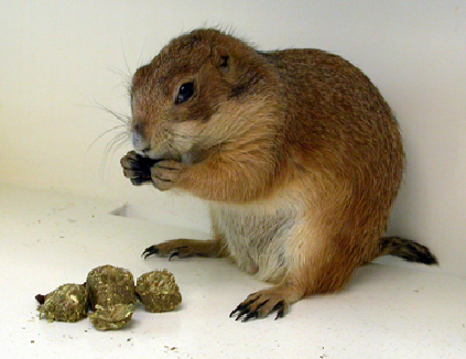 Prairie Dogs Feeding Vca Animal Hospital