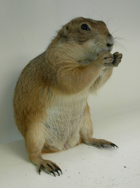 Prairie Dogs - Owning | VCA Animal Hospital