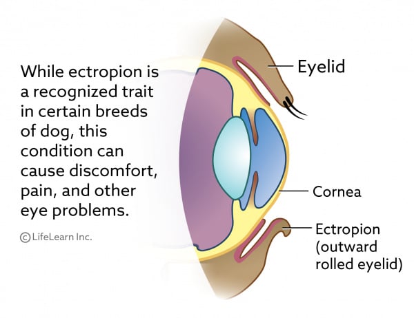 Eyelid Ectropion In Dogs Vca Animal Hospital