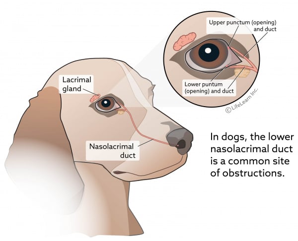 dog eye drainage stain