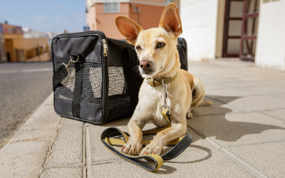 taking your dog on a plane