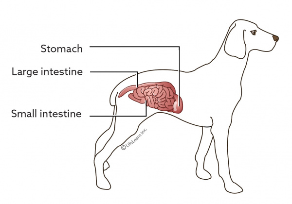 natural treatment for dog stomach ulcers