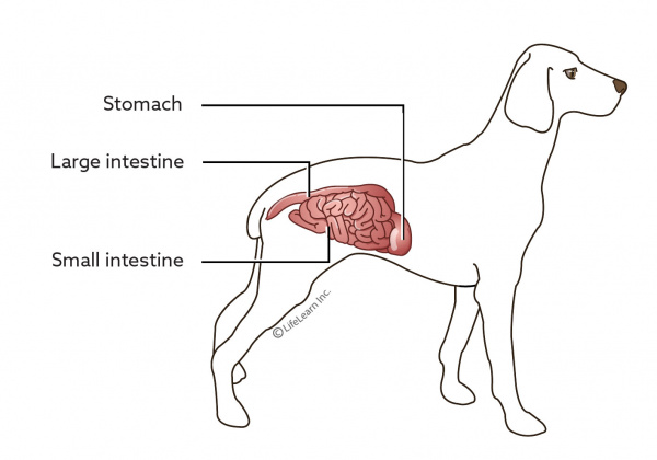 dog has diarrhea and lethargic