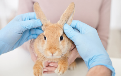 Diseases In Rabbits Vca Animal Hospital