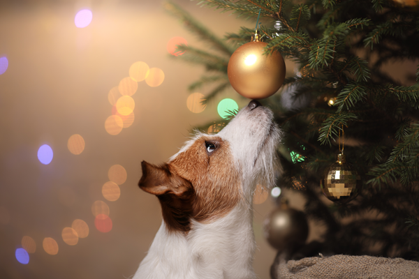 Holiday Safety Tips for Dog Owners