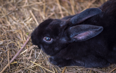 Health Problems in Rabbits