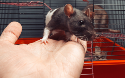 rodents you can have as pets