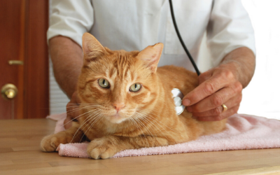 Cat Only Veterinary Practices | VCA 
