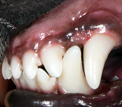 Orthodontics (Moving Teeth) in Dogs | VCA Animal Hospital