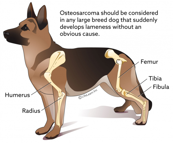 Osteosarcoma In Dogs Vca Animal Hospital