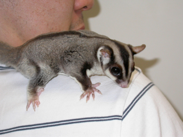 Sugar Gliders - Owning | VCA Animal Hospital