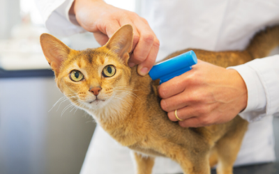 Microchipping Your Cat | VCA Animal 
