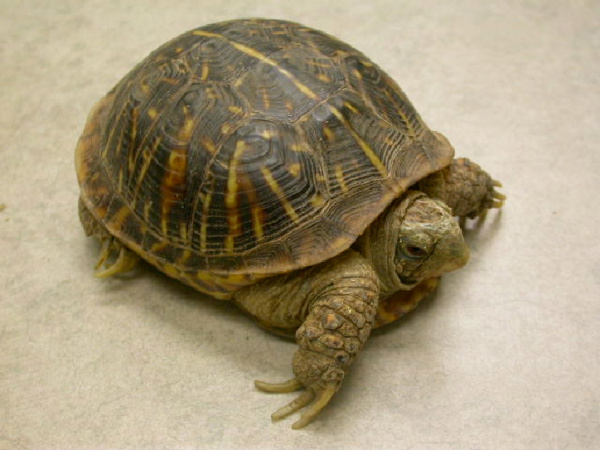 pet turtle needs