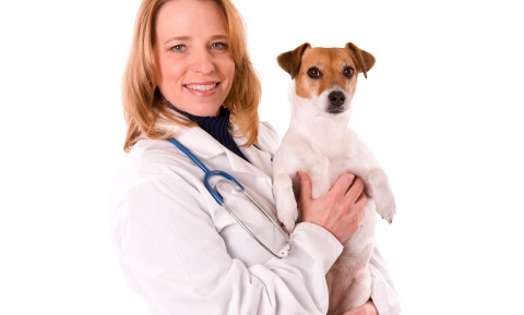 Referral to Specialists in Dogs