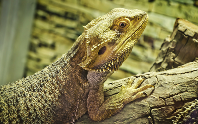 bearded dragon enclosure for sale