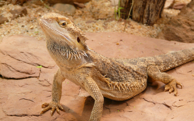 bearded dragon shops near me