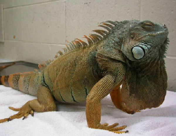 Lighting Requirements For Reptiles | VCA Animal Hospital