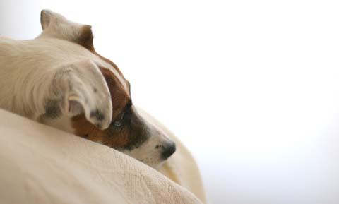 Do Dogs Mourn?