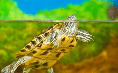 pet water turtles types