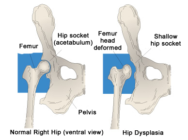 dog hip bone