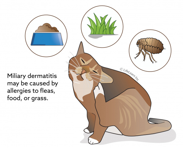Miliary Dermatitis In Cats Vca Animal Hospital