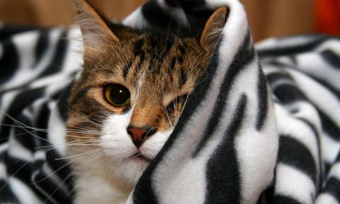 Ethylene Glycol Poisoning in Cats