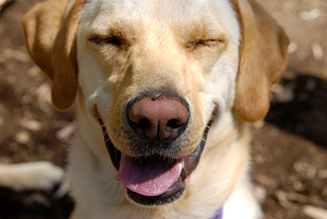 what can happens if your dog licks your private parts