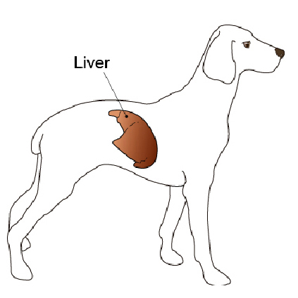 dog food for dogs with liver disease
