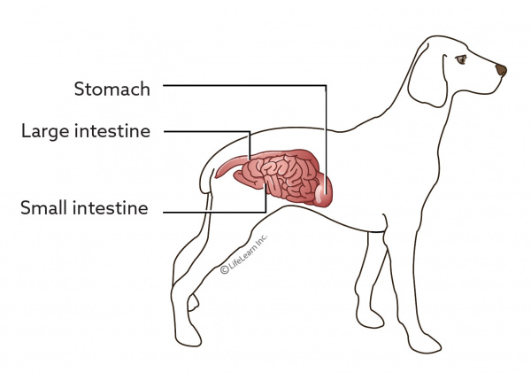 bland diet for dogs with colitis