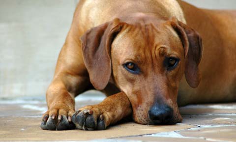 sharp dog nails