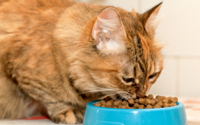 moist kibble cat food