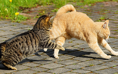 Fight Wound Infections in Cats